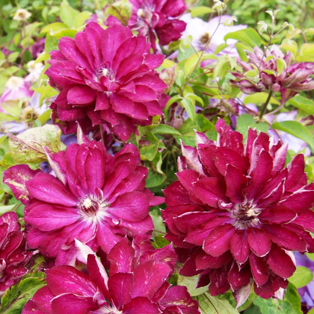 Clematis Red Passion