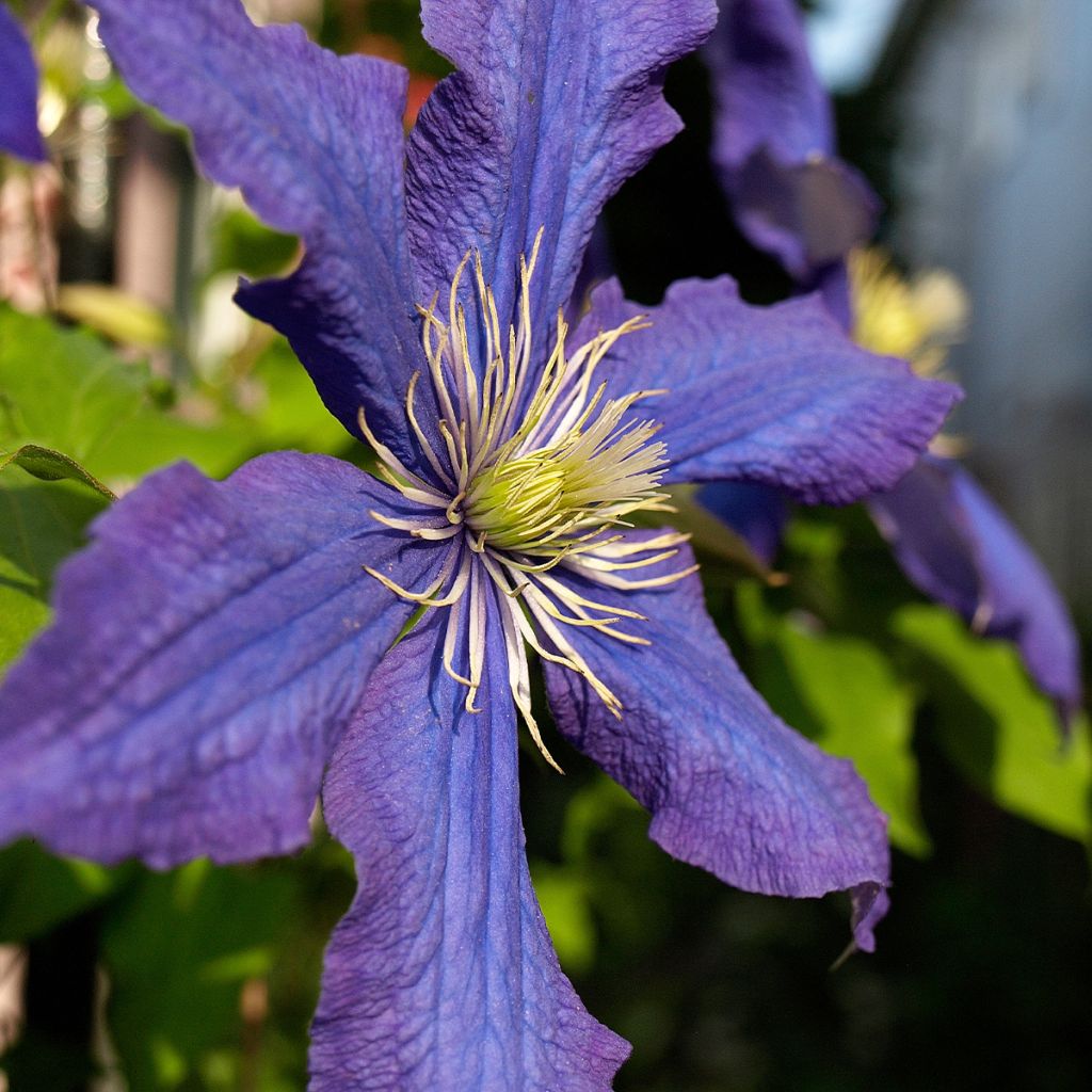 Clématite - Clematis Rhapsody livré en hauteur 90/120 cm en pot de 1,5l/2l