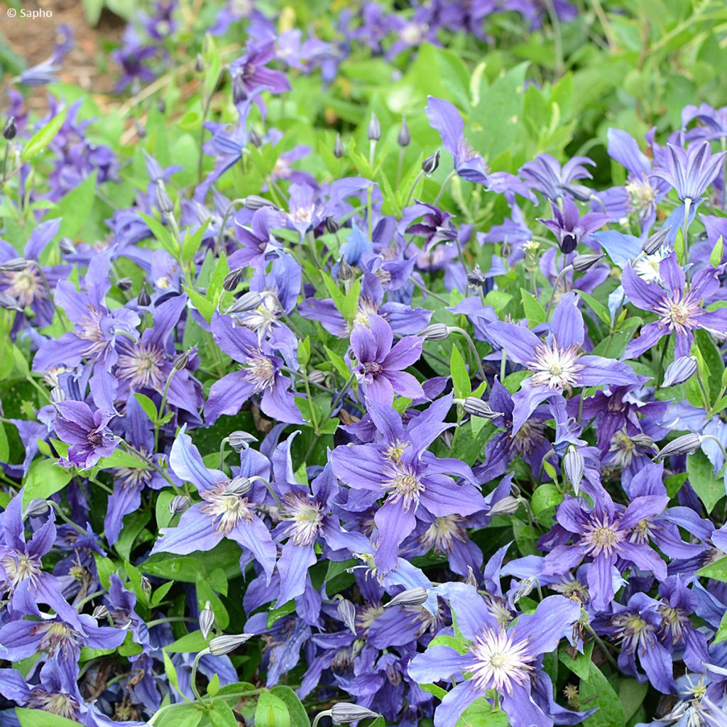 Clematis Saphyra