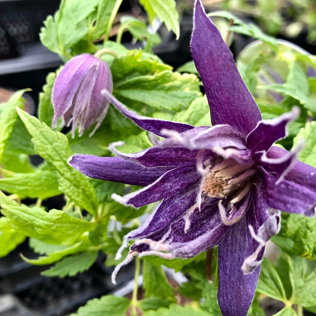 Clematis Spiky