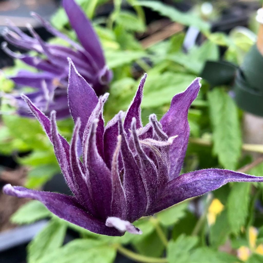 Clematis Spiky