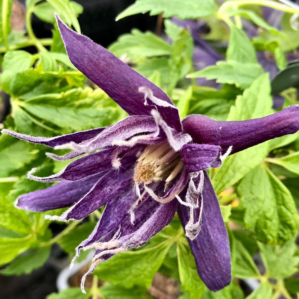 Clematis Spiky