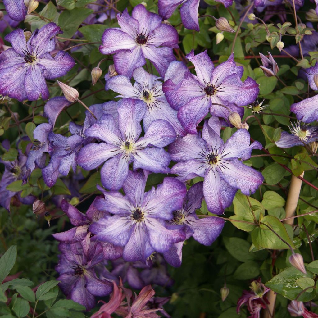 Clématite - Clematis Super Nova  