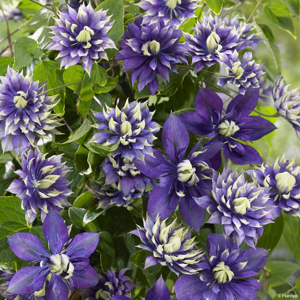 Clématite - Clematis Taiga 