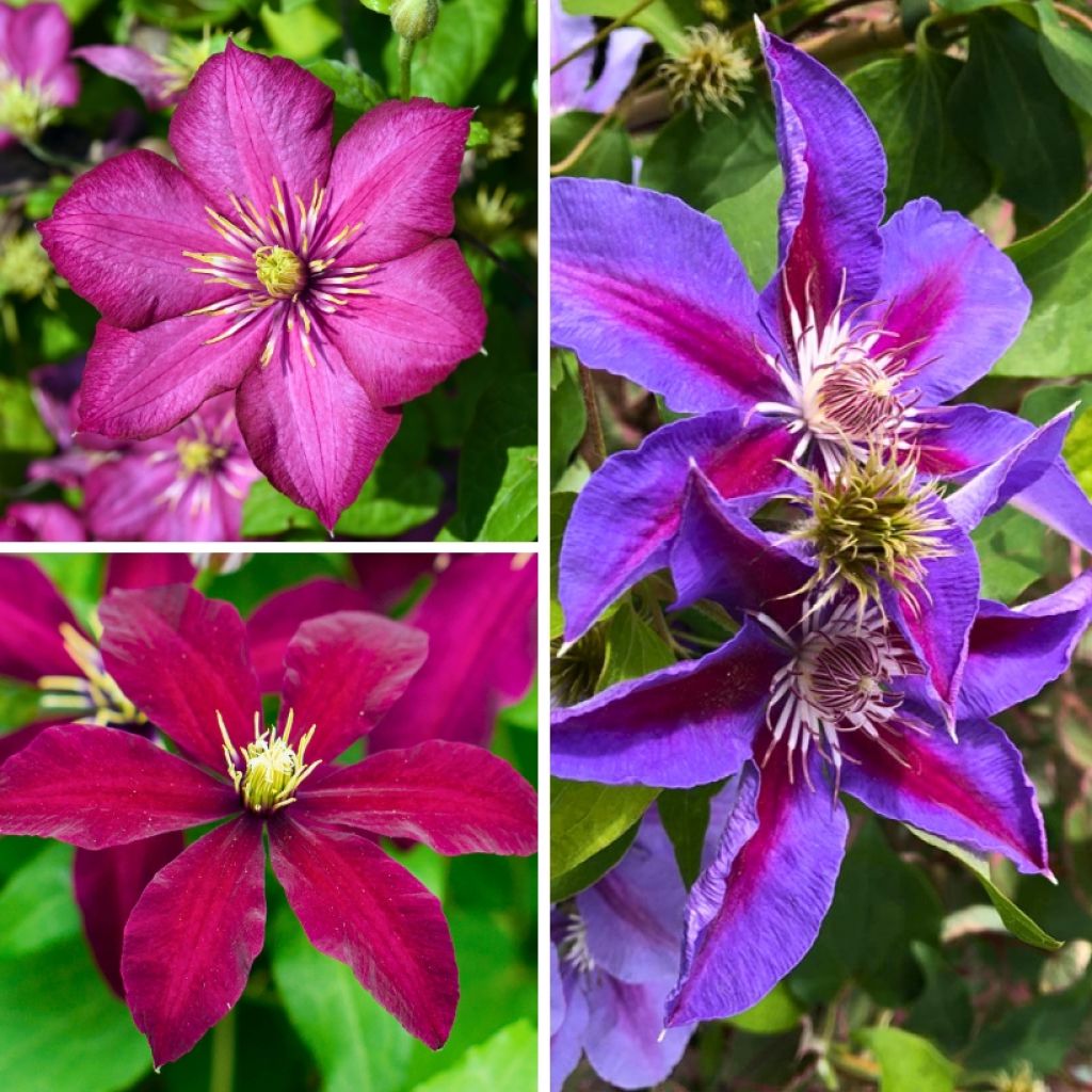 Clematis Mix