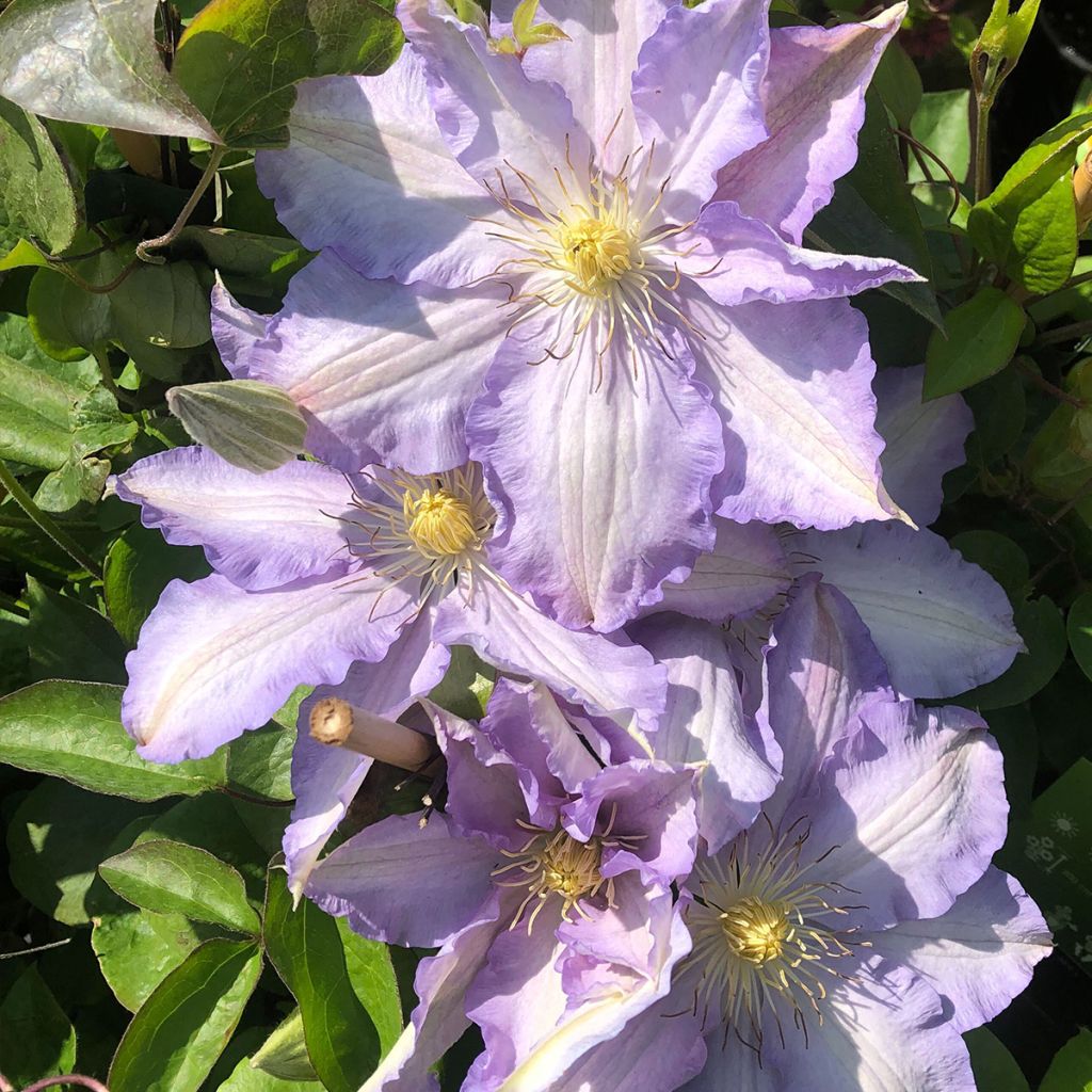 Clématite - Clematis Thyrislund