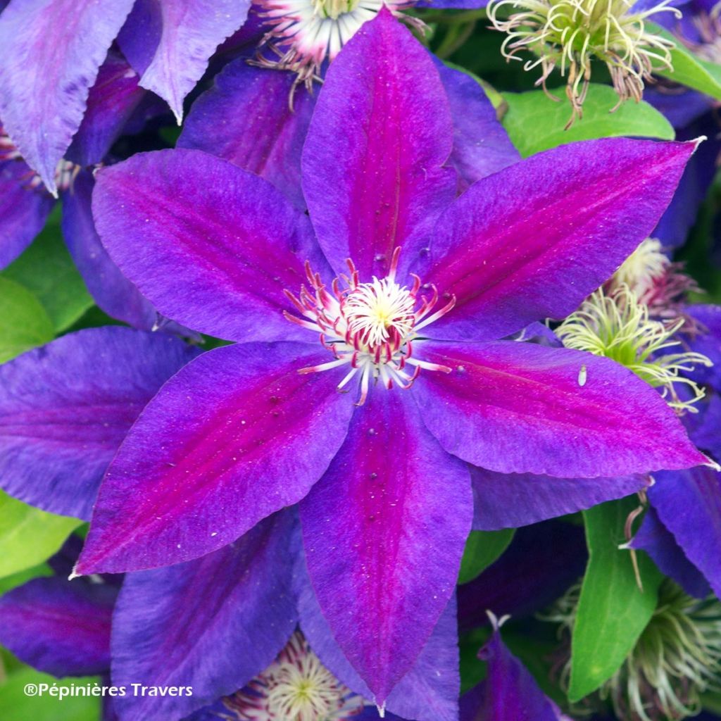 Clematis Wildfire