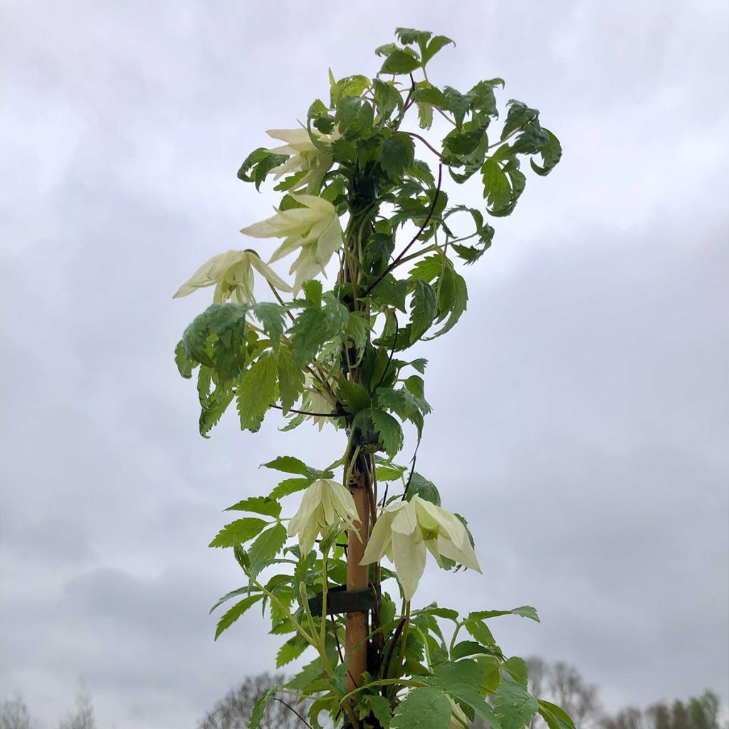 Clématite - Clematis alpina Albina Plena