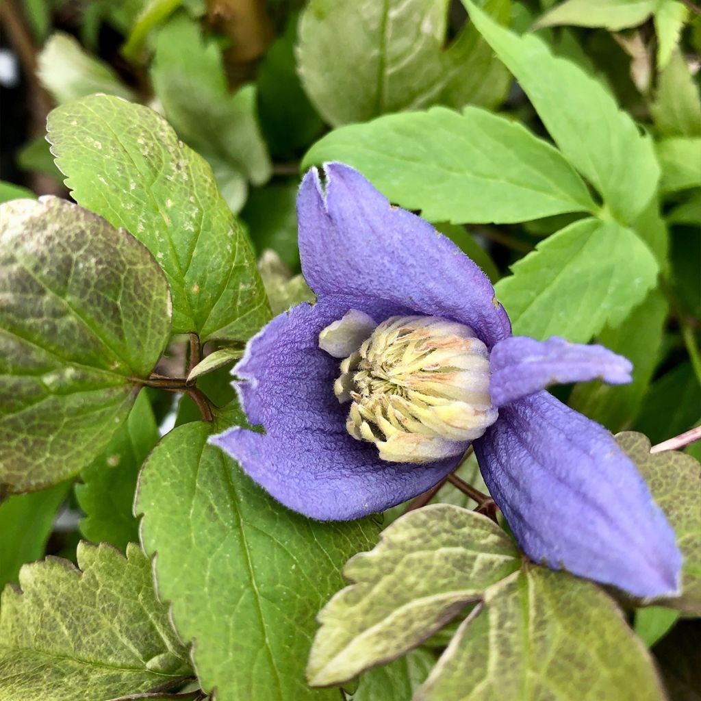 Clematis alpina