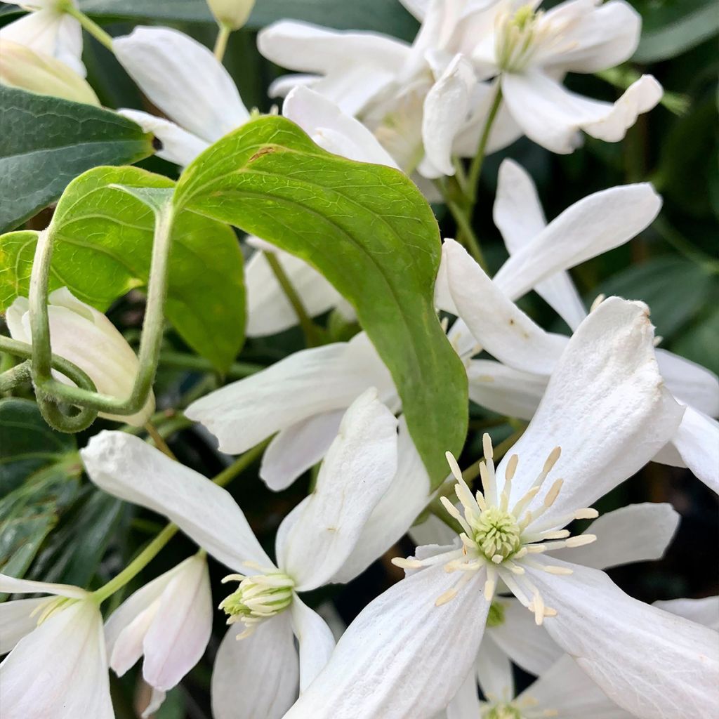 Clématite - Clematis armandii