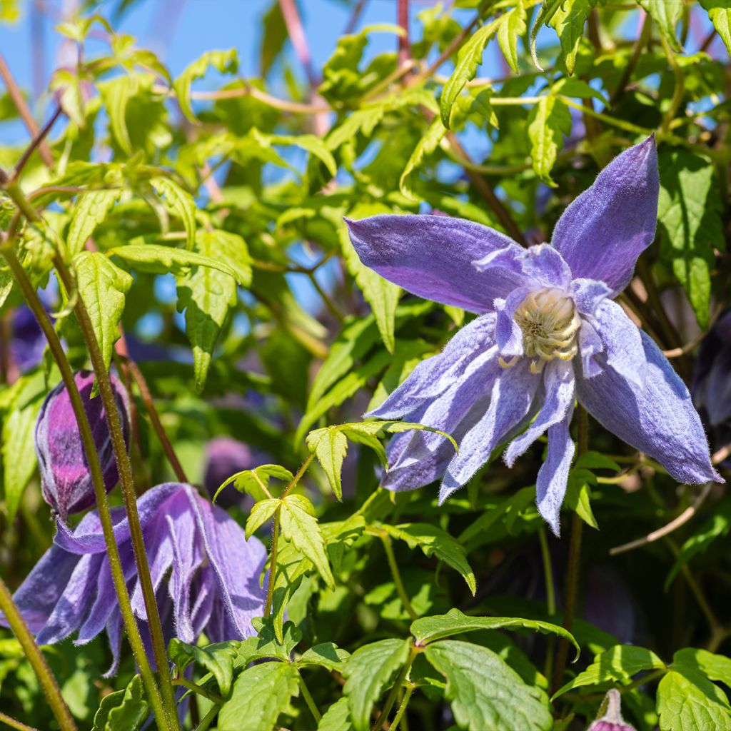 Clematis macropetala