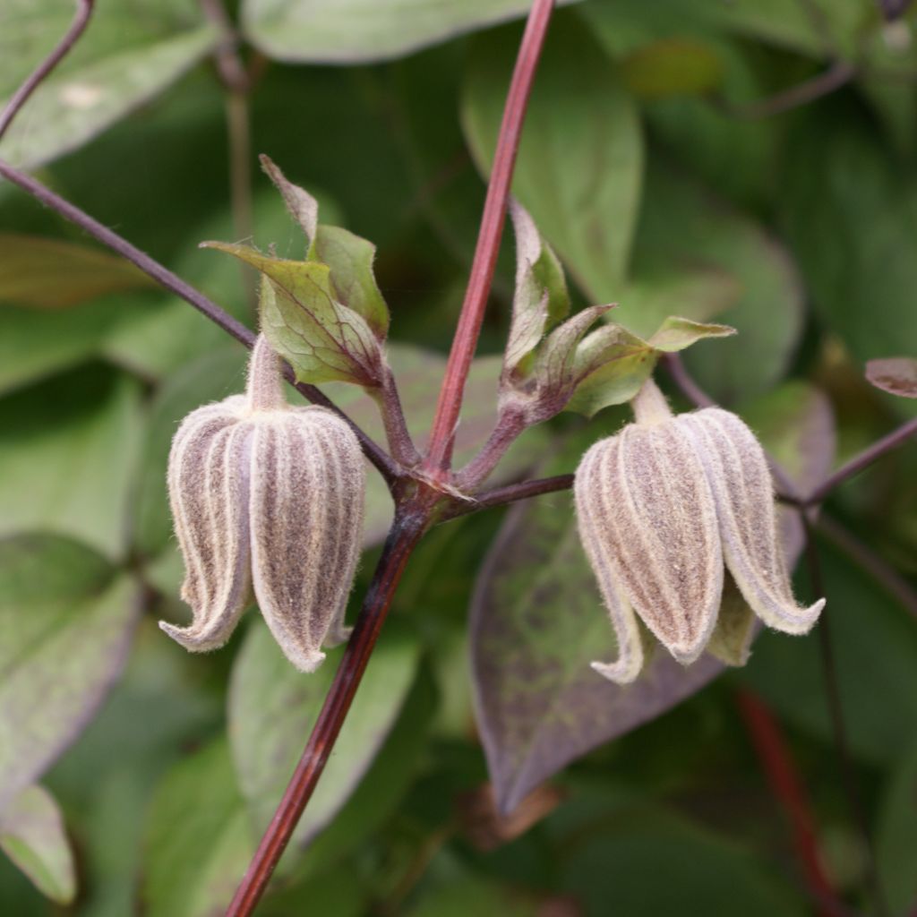 Clématite fusca - Clematis fusca