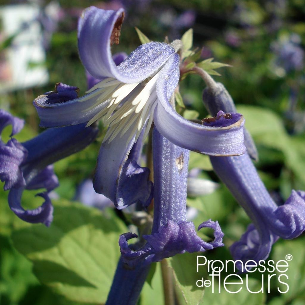 Clematis heracleifolia Côte d'Azur