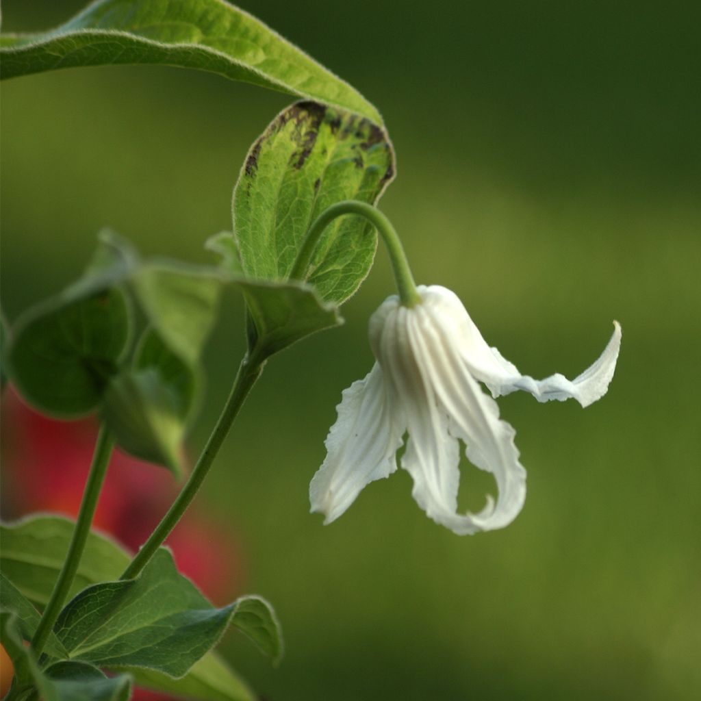 Clematis integrifolia Hakuree