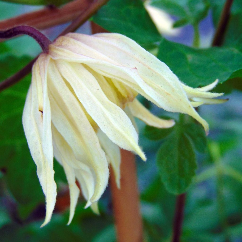 Clématite - Clematis koreana Amber