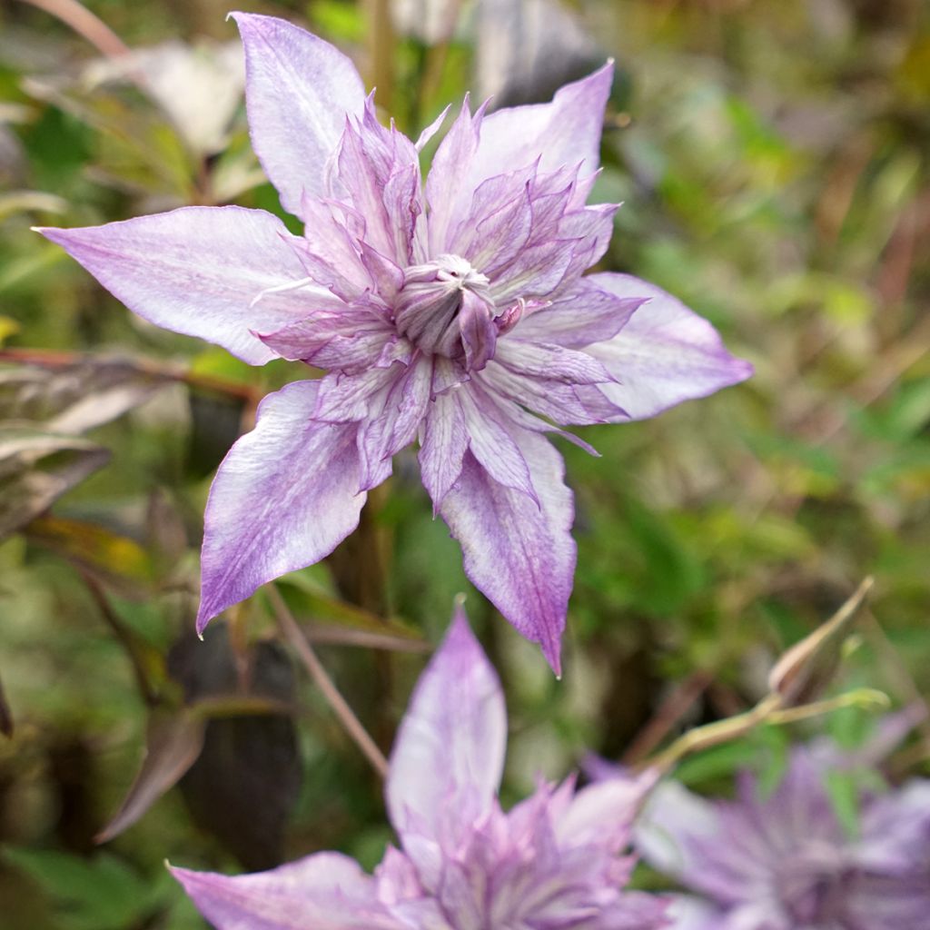 Clématite - Clematis Lady Kyoko