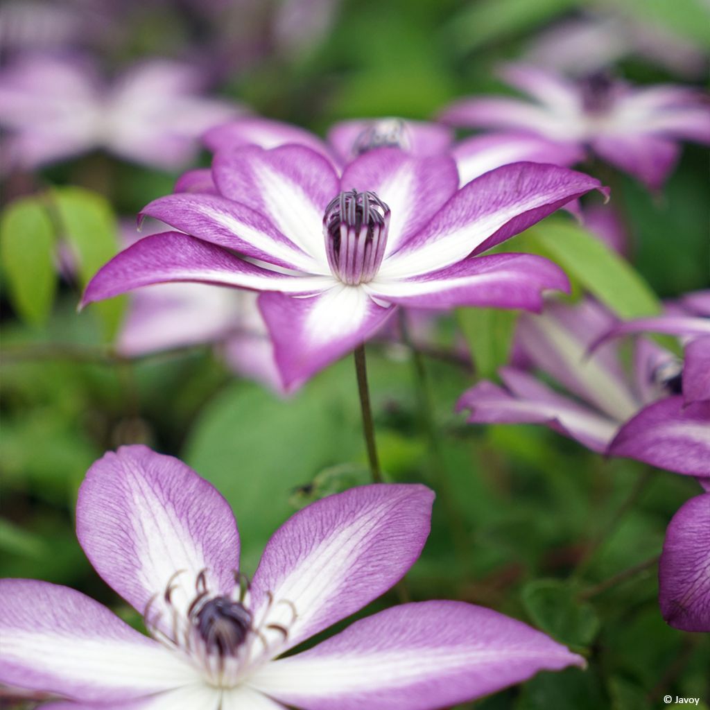 Clematis Lavallée n°1