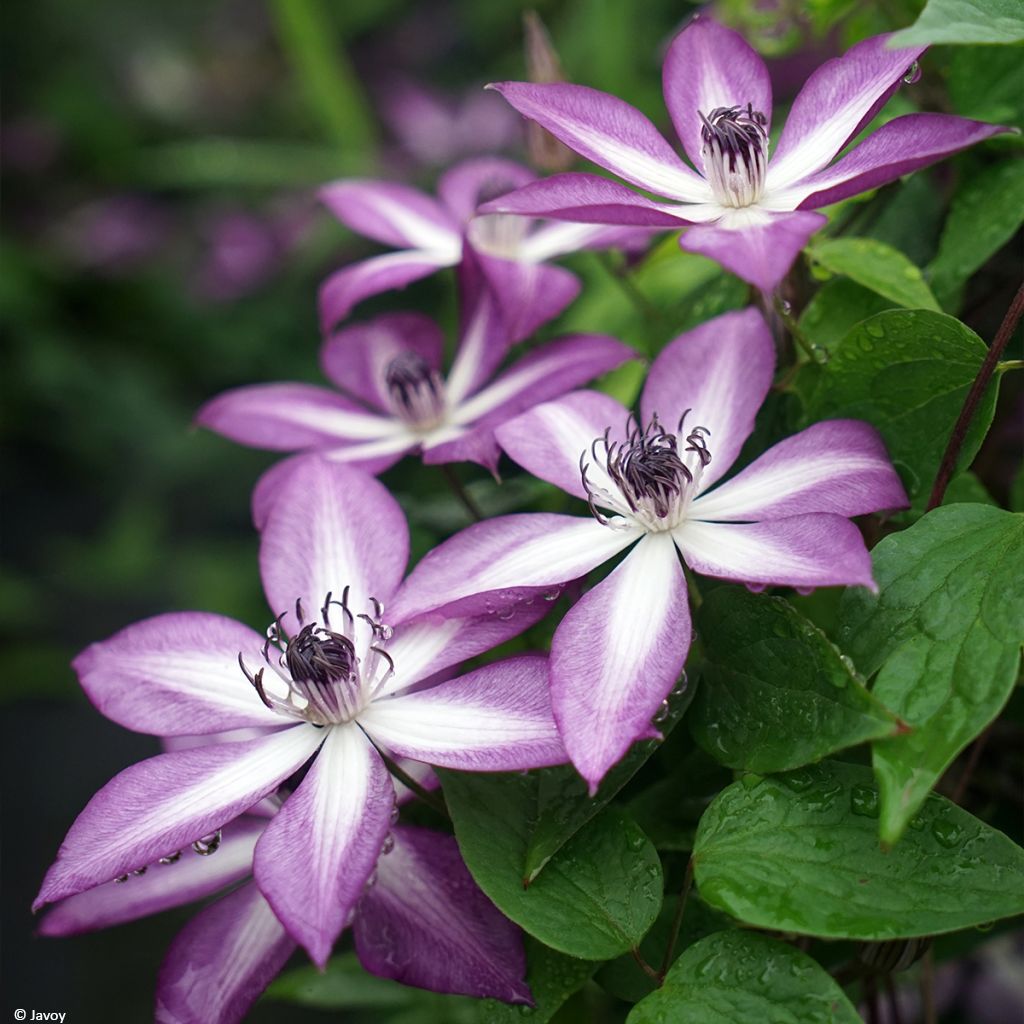 Clematis Lavallée n°1