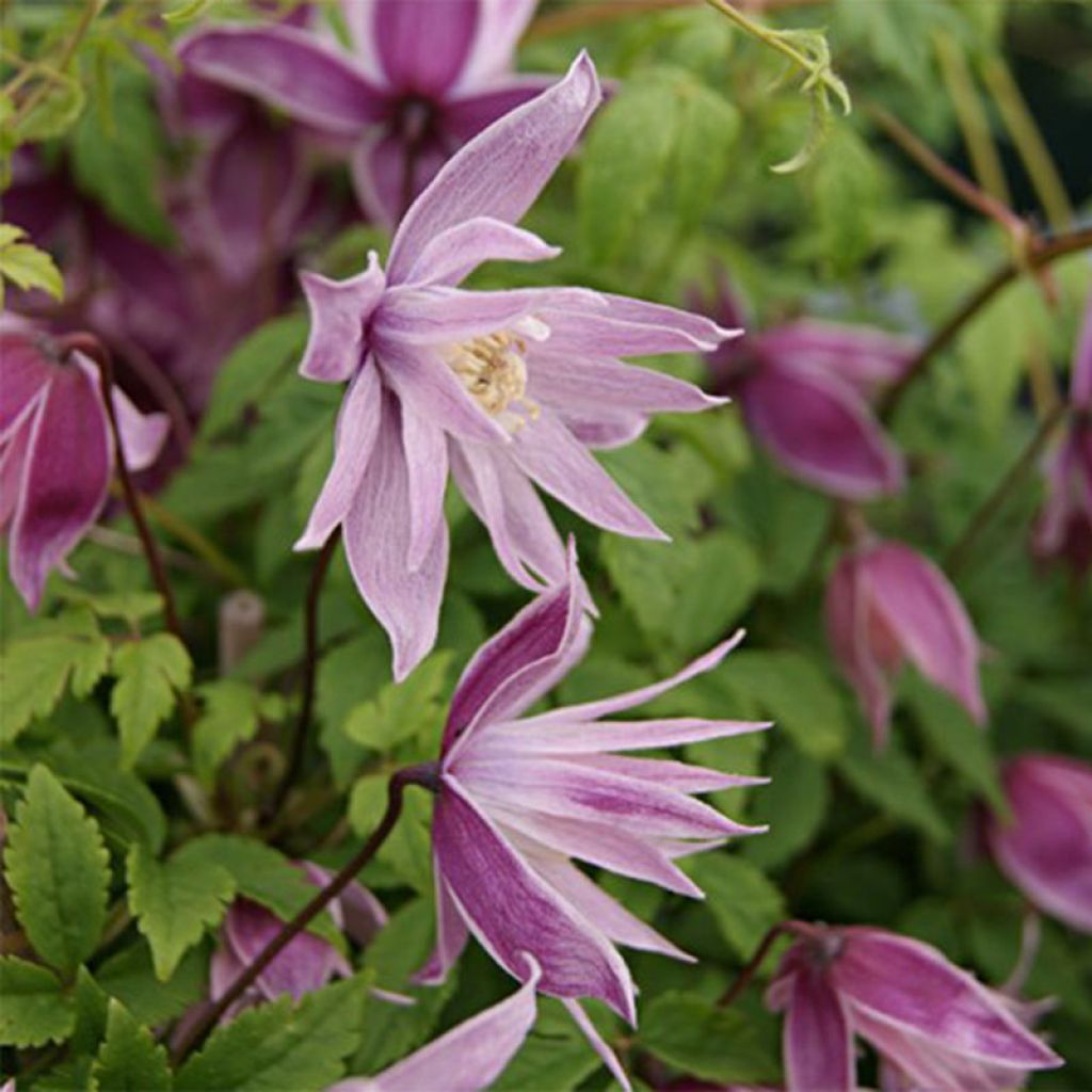 Clematis macropetala Markham's Pink