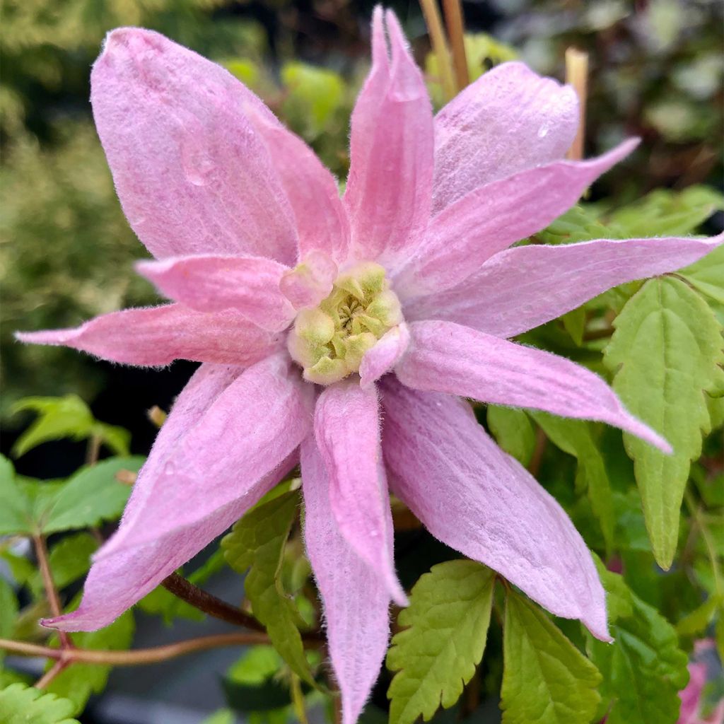 Clematis macropetala Markham's Pink