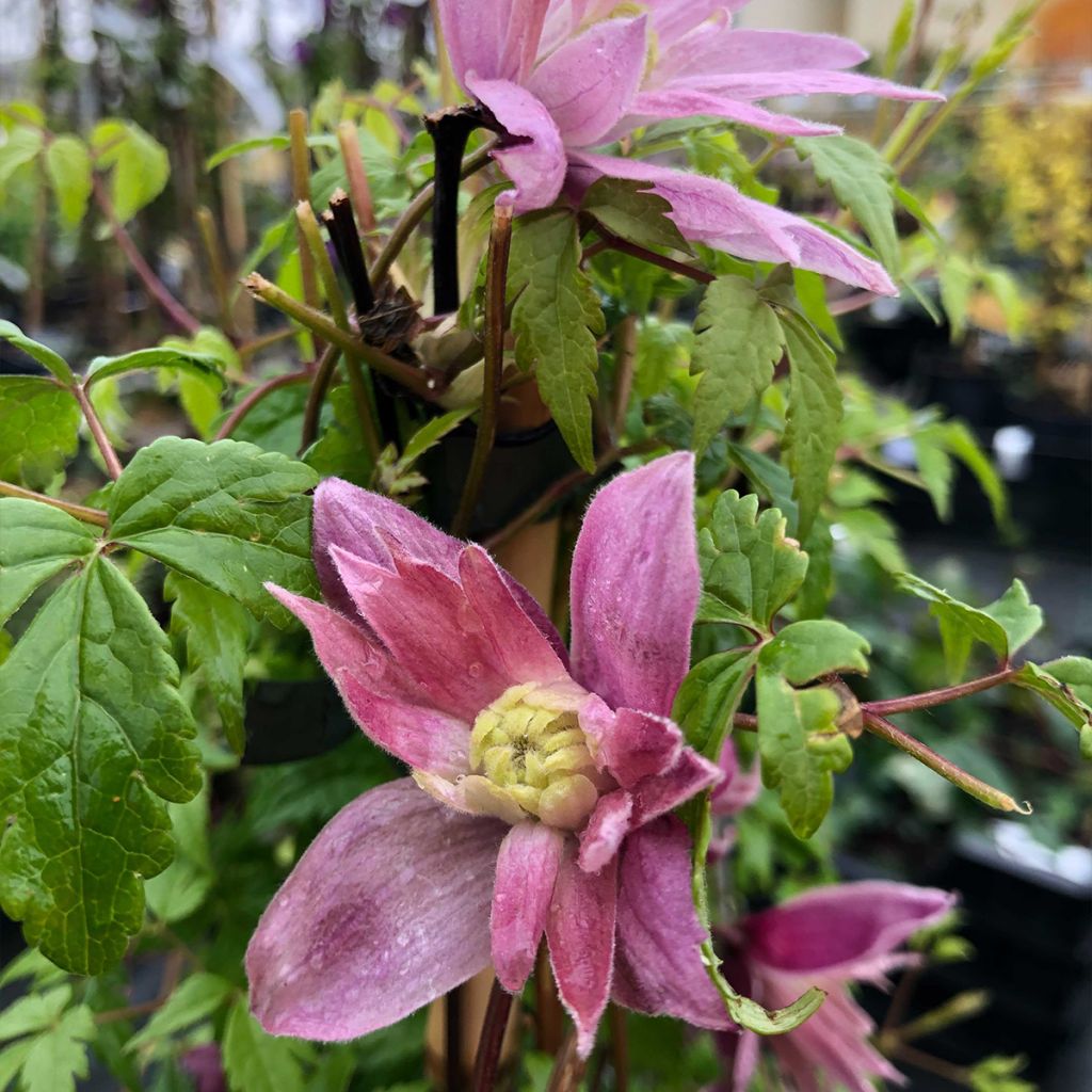 Clematis macropetala Markham's Pink