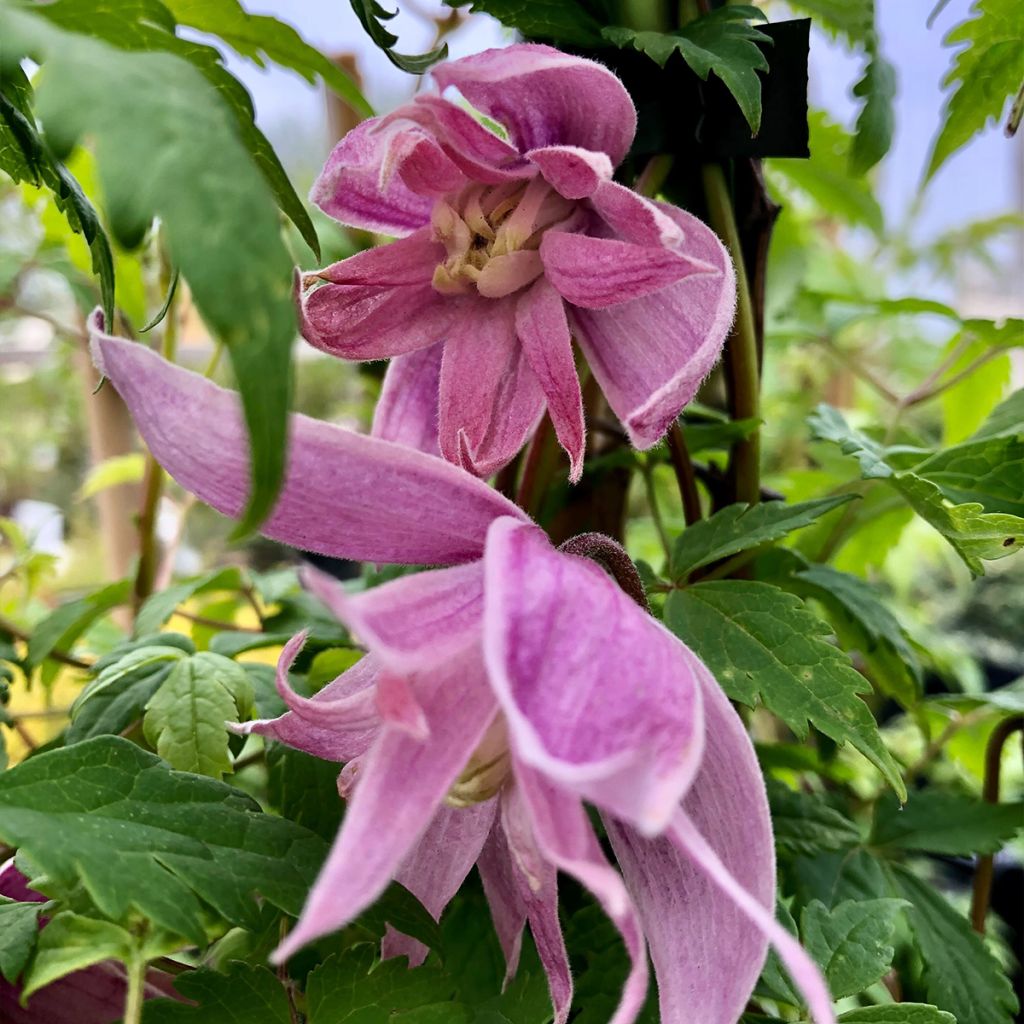 Clematis macropetala Markham's Pink