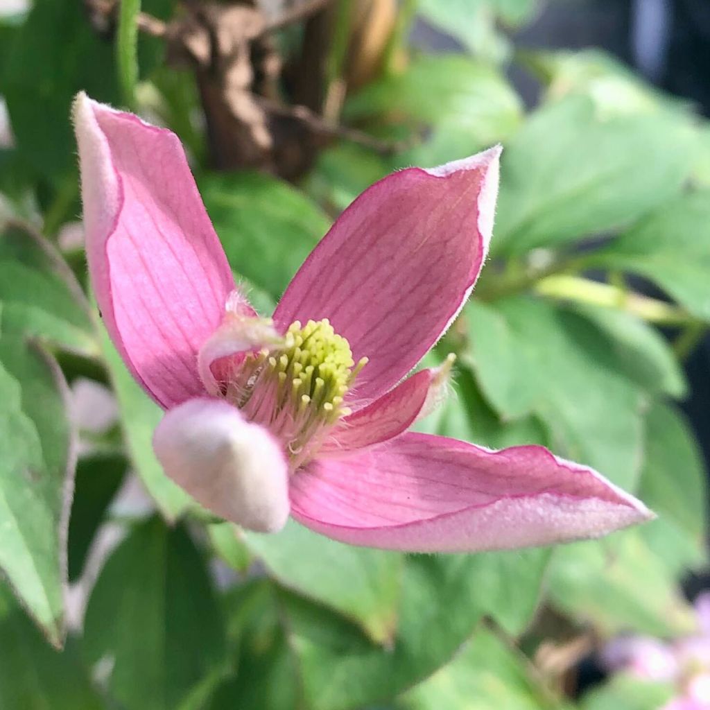 Clématite - Clematis montana Broughton Star