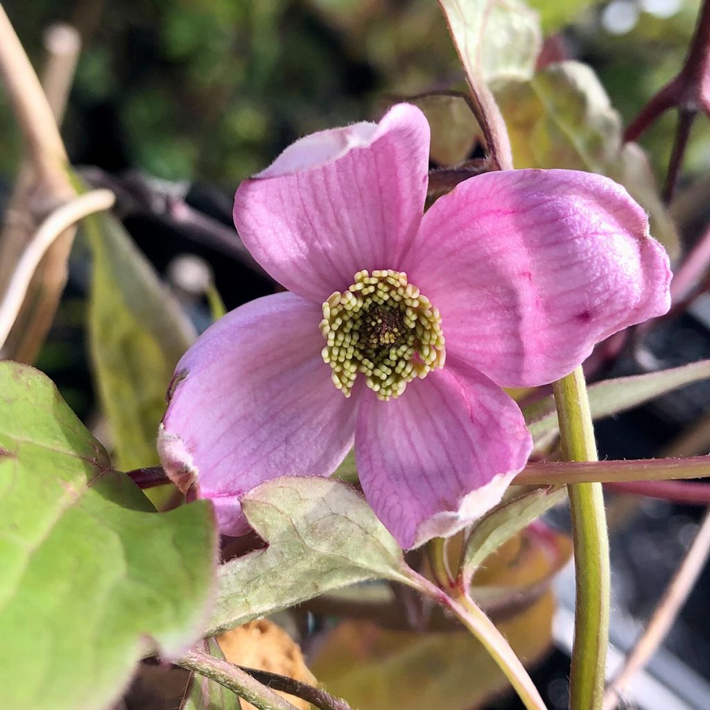 Clematis montana Elizabeth