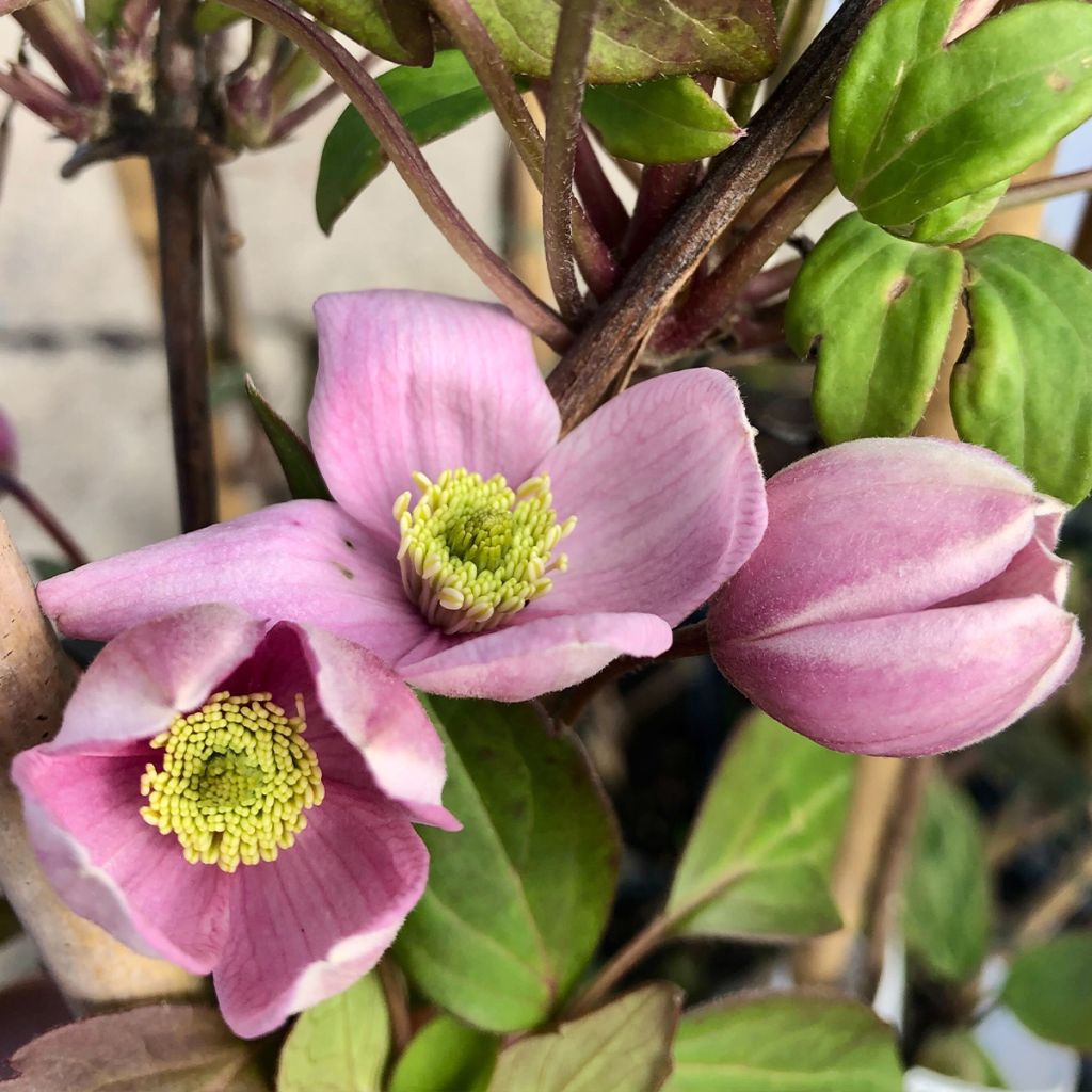 Clematis montana Elizabeth