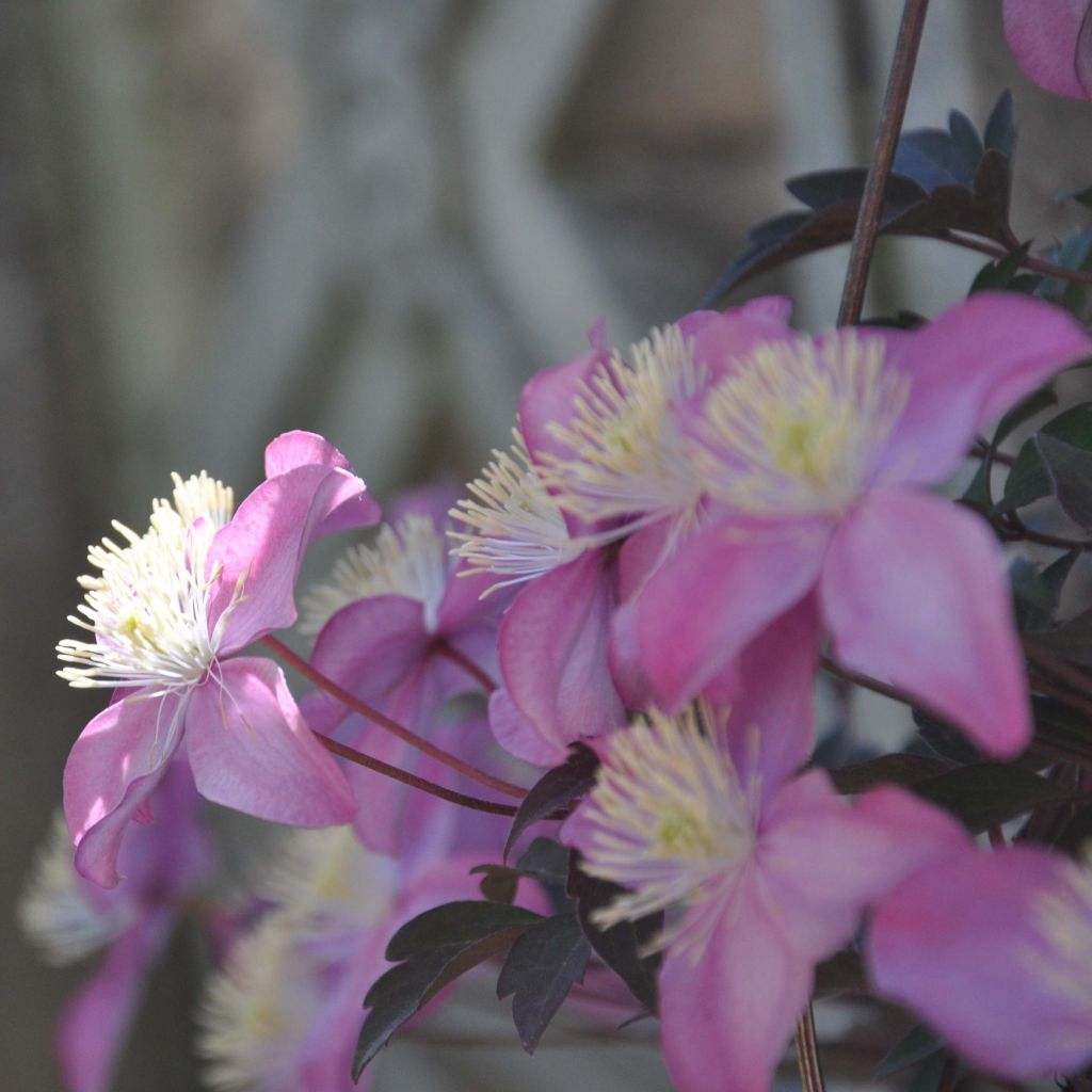 Clématite - Clematis montana Freda