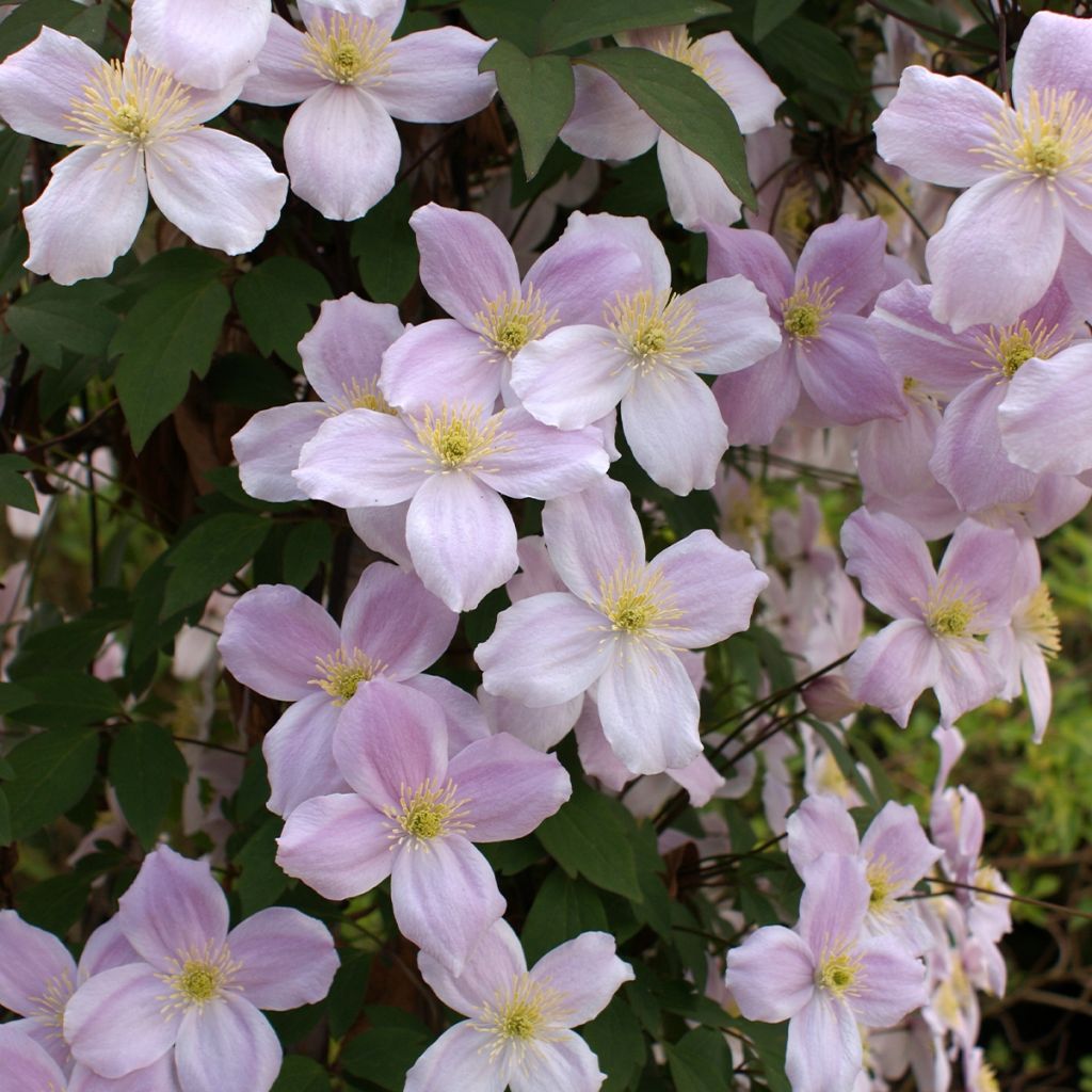 Clématite - Clematis montana Pink Perfection