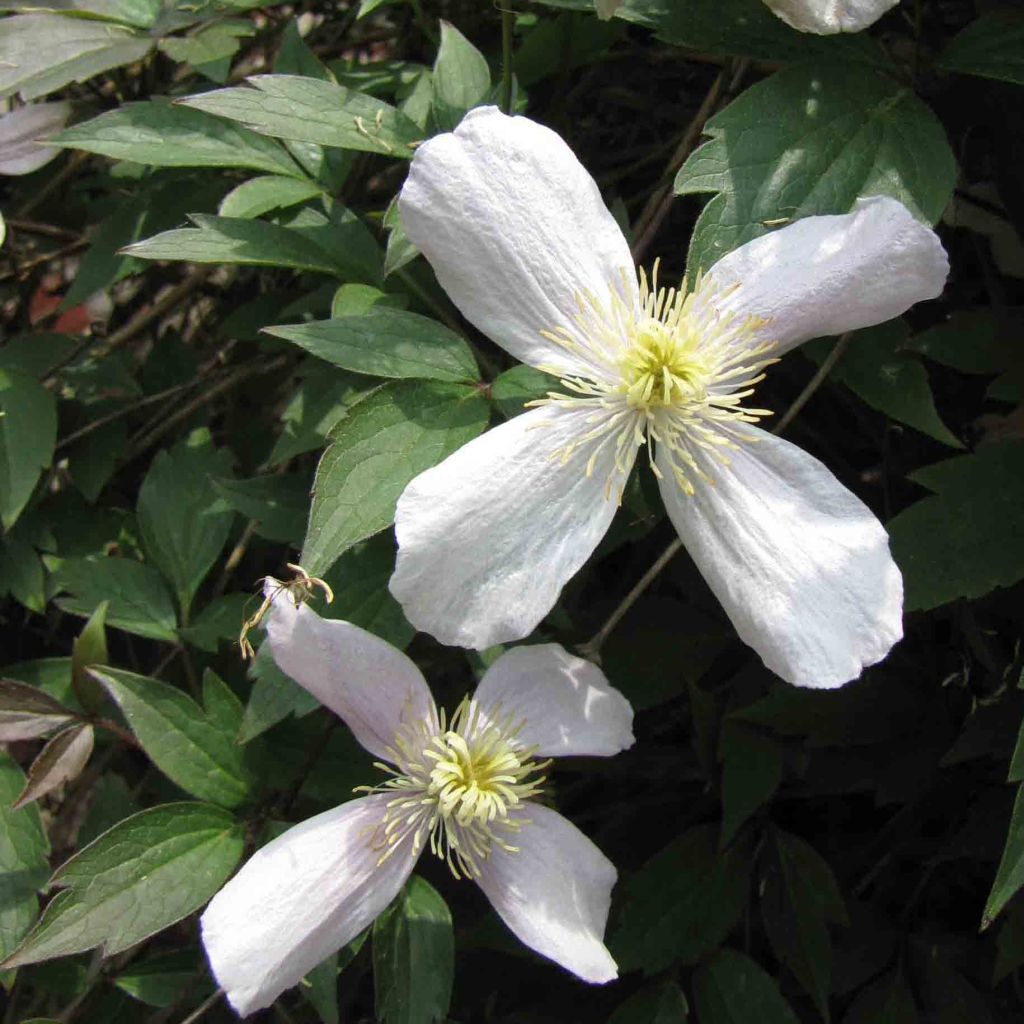 Clematis montana Rubens