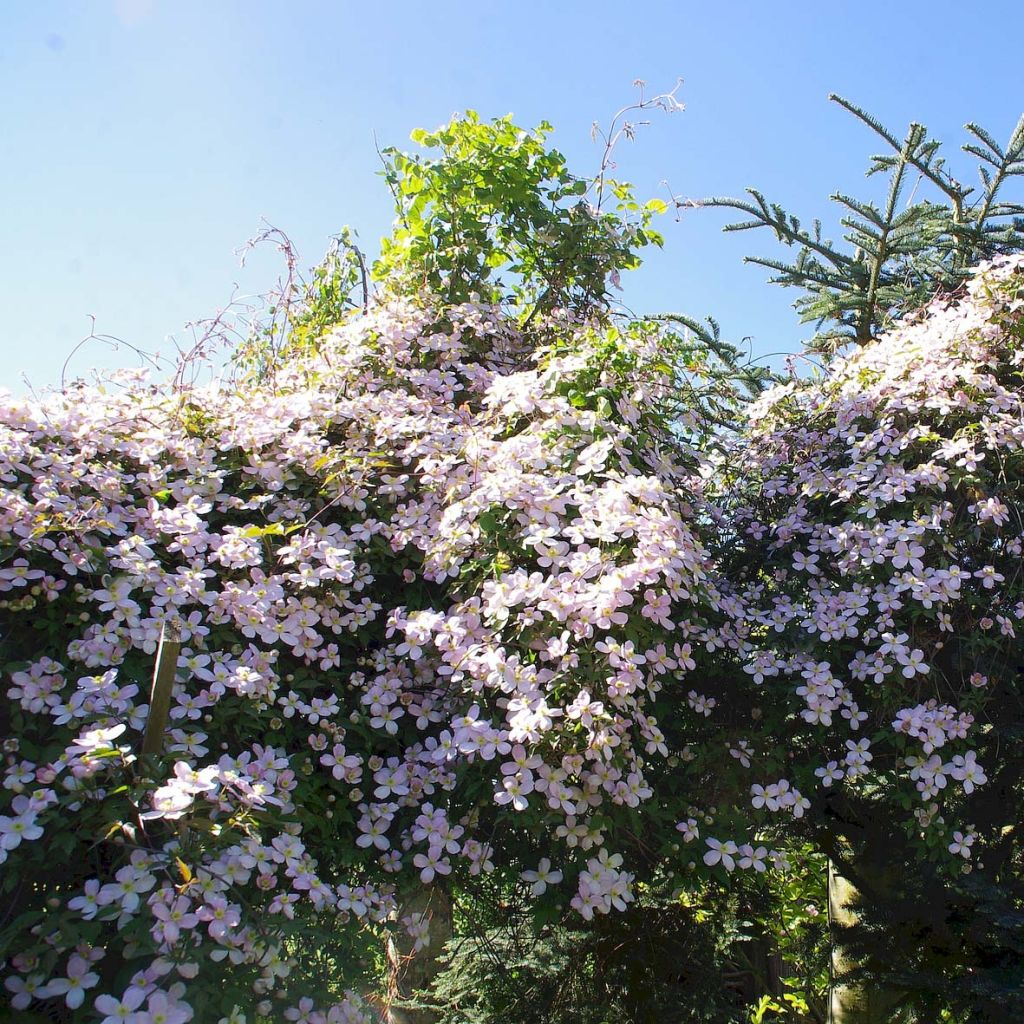 Clematis montana Rubens