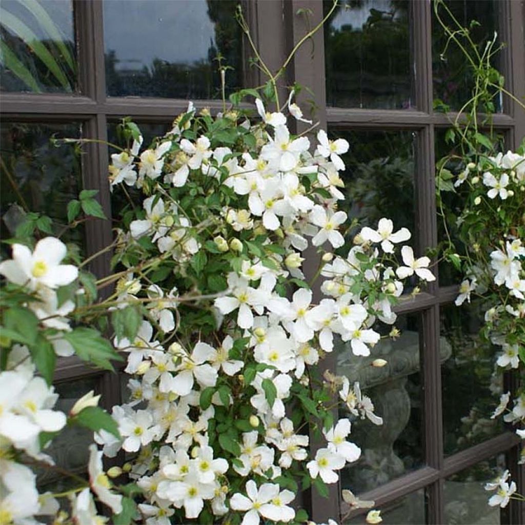 Clématite - Clematis montana Spooneri