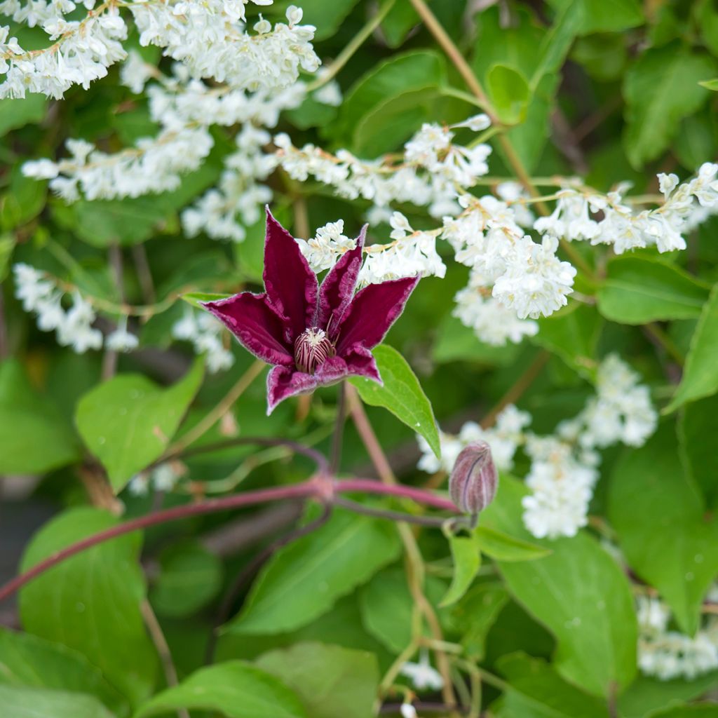 Clematis Rouge Cardinal