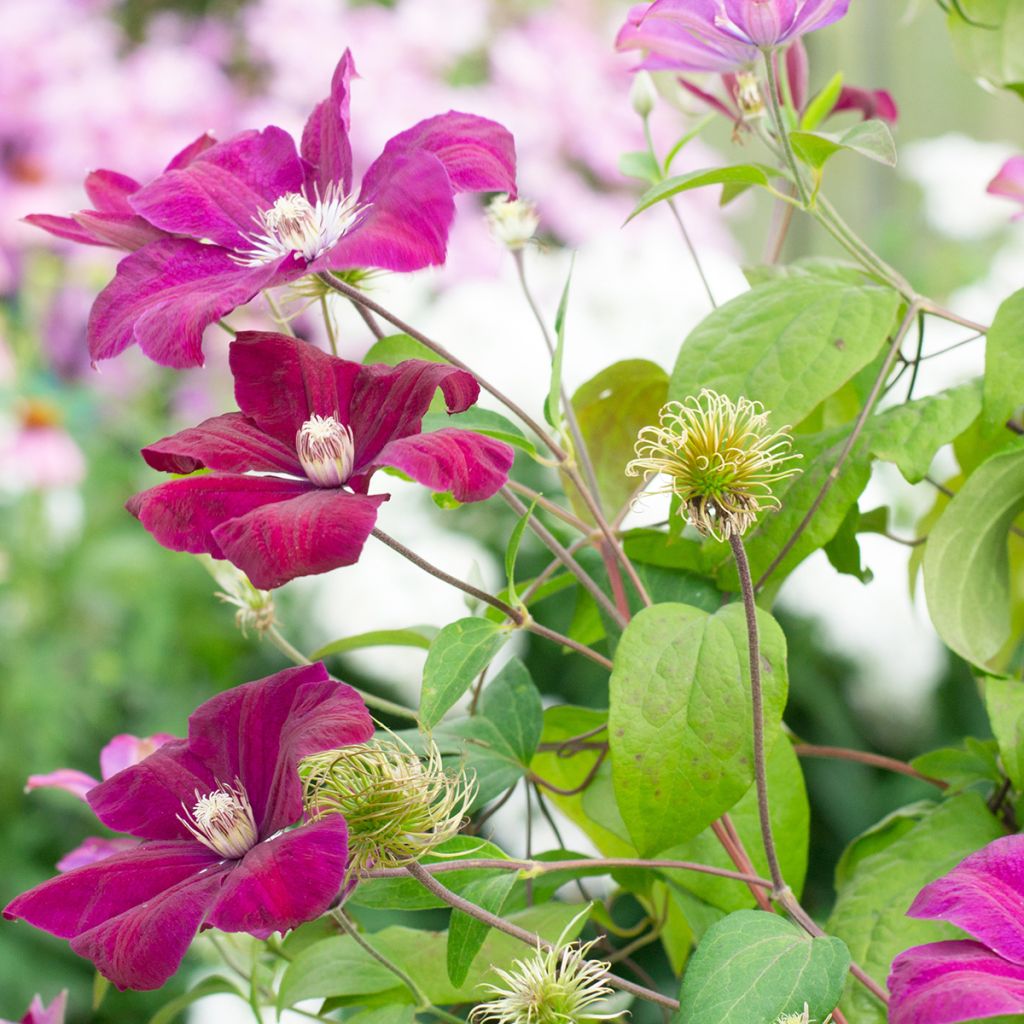 Clematis Rouge Cardinal