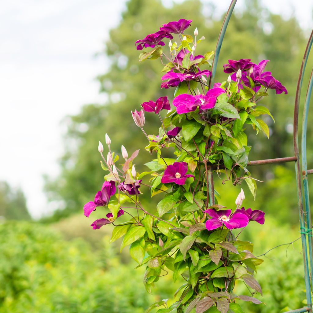 Clematis Rouge Cardinal