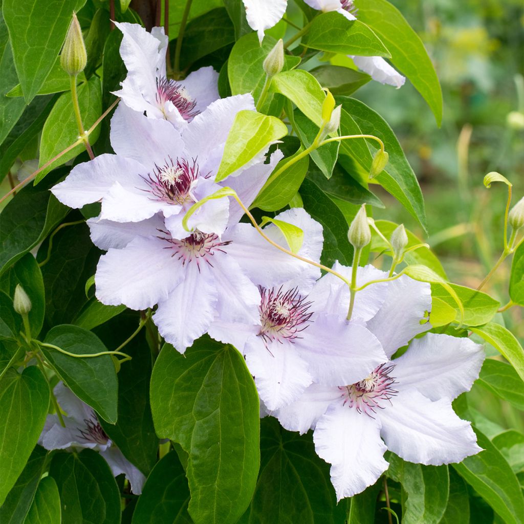 Clematis Snow Queen