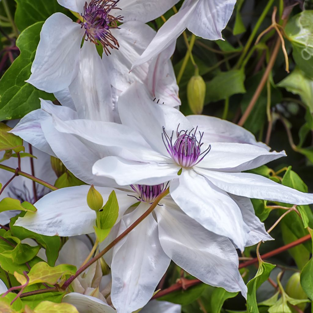 Clematis Snow Queen