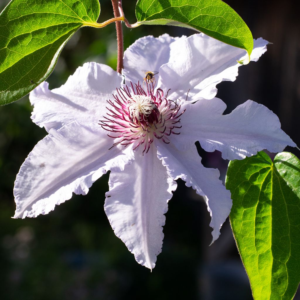 Clematis Snow Queen