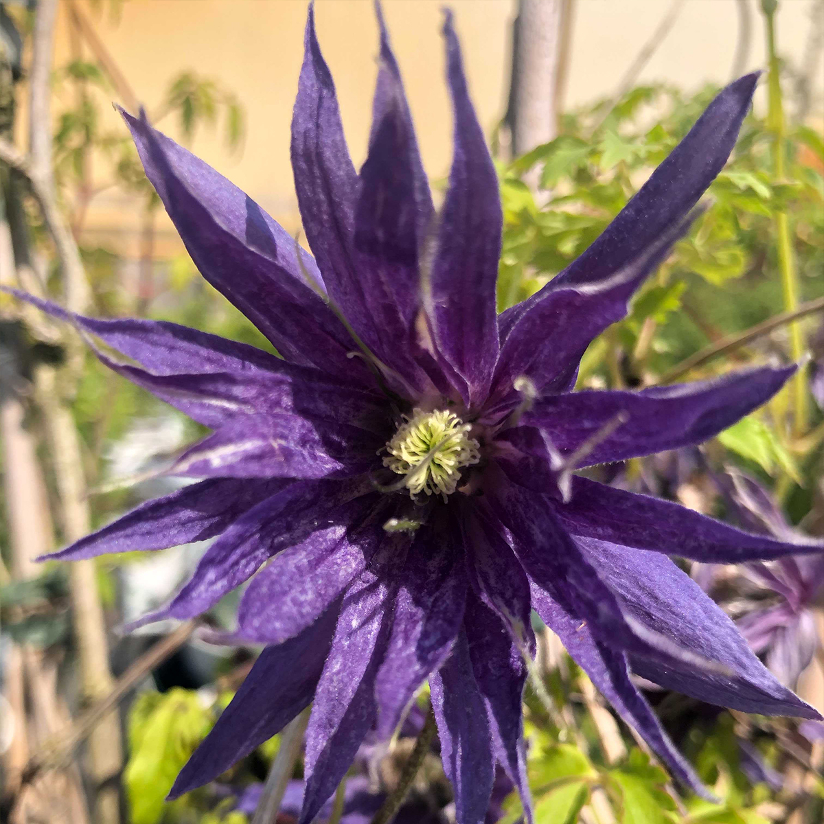 Clematis Spiky