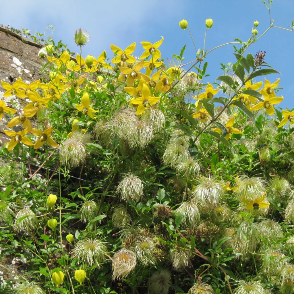 Clématite tangutica - Clematis tangutica