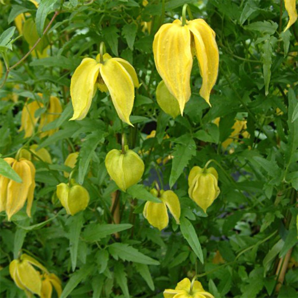 Clematis tangutica Aureolin