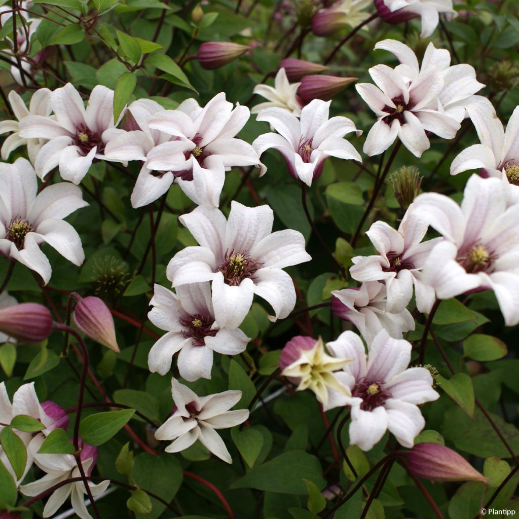 Clematis texensis Princess Kate - Flor de cuero escarlata