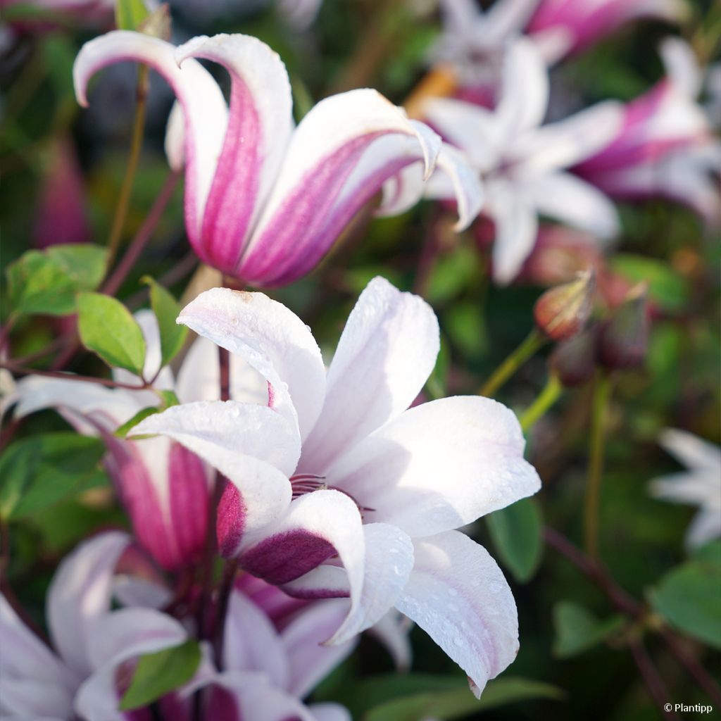 Clematis texensis Princess Kate - Flor de cuero escarlata