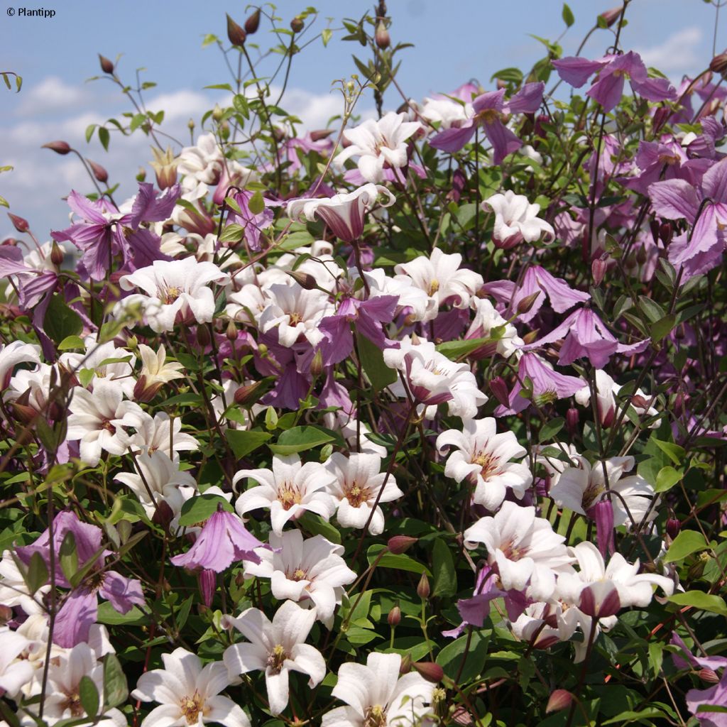 Clematis texensis Princess Kate - Flor de cuero escarlata