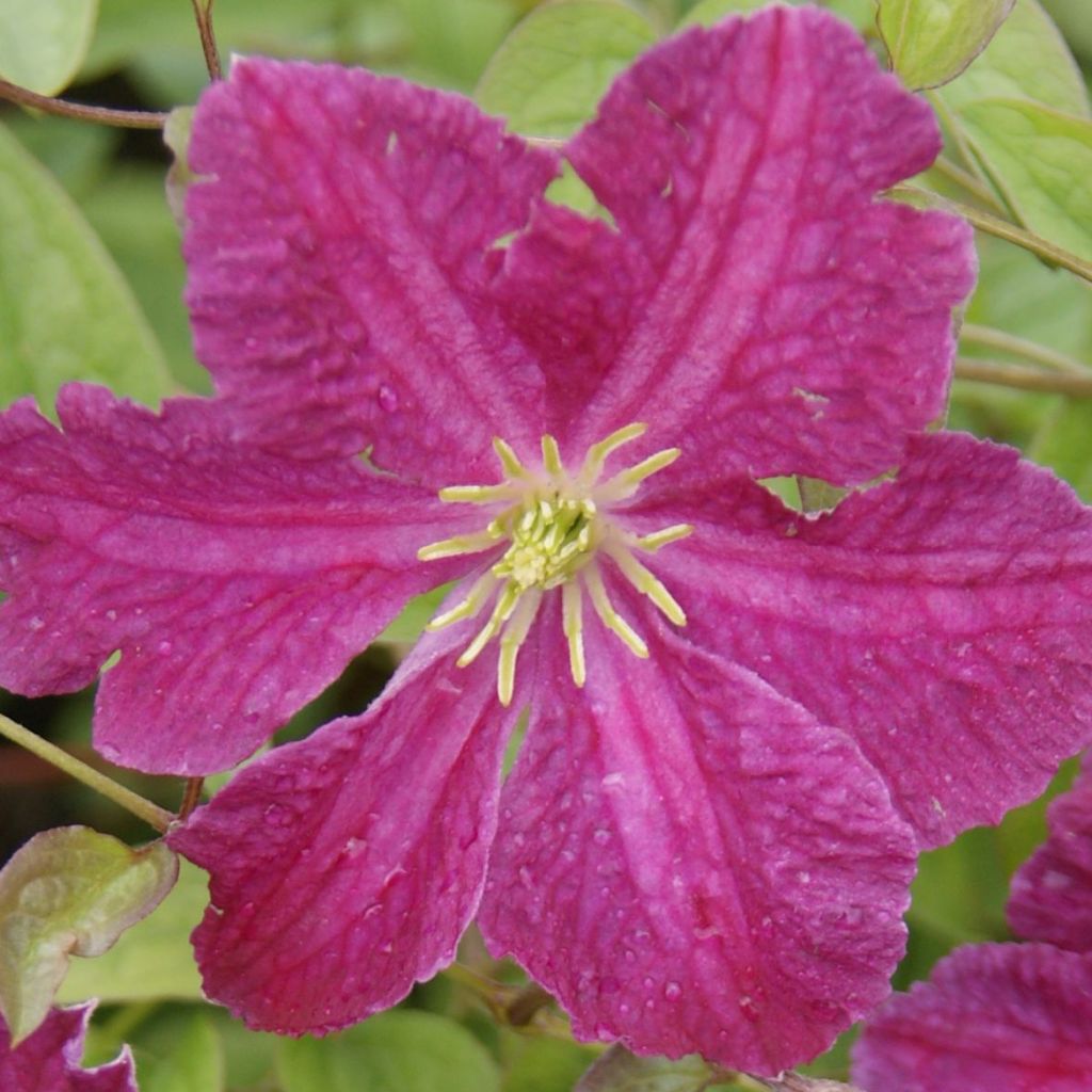 Clématite Abundance - Clematis viticella Abundance