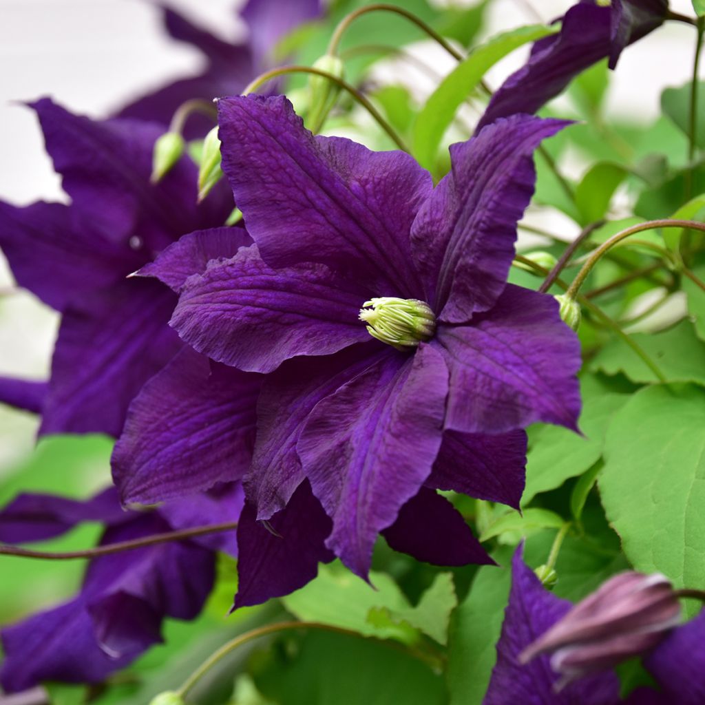 Clematis viticella Aotearoa