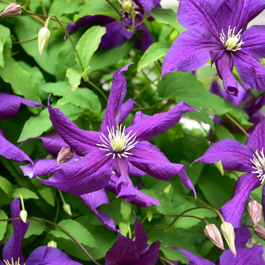 Clematis viticella Aotearoa