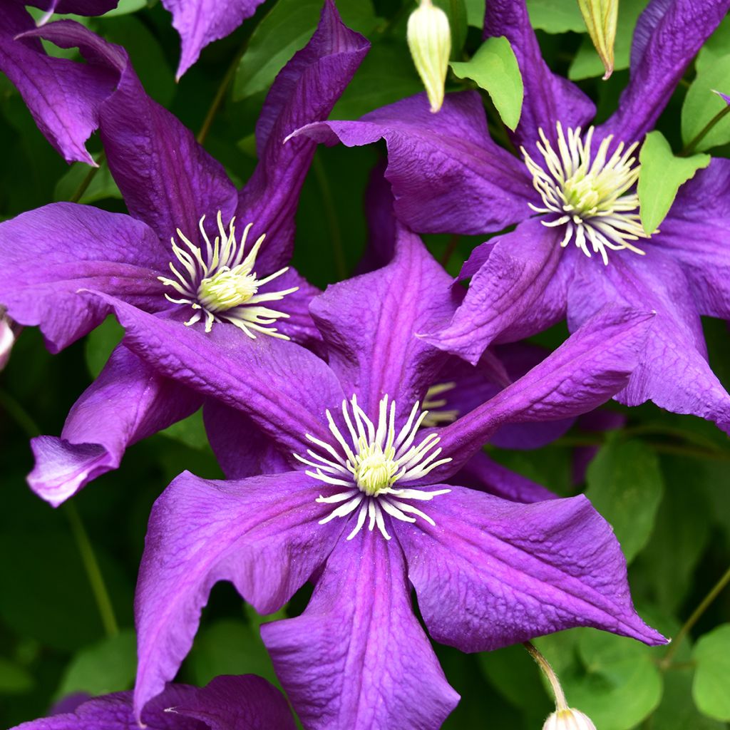 Clematis viticella Aotearoa